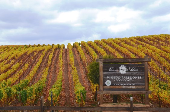 casa silva casa silva chilean wine vine connections casa silva casa silva chilean wine vine connections