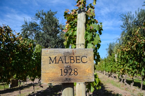 Mendel | Argentine Wine | Vine Connections