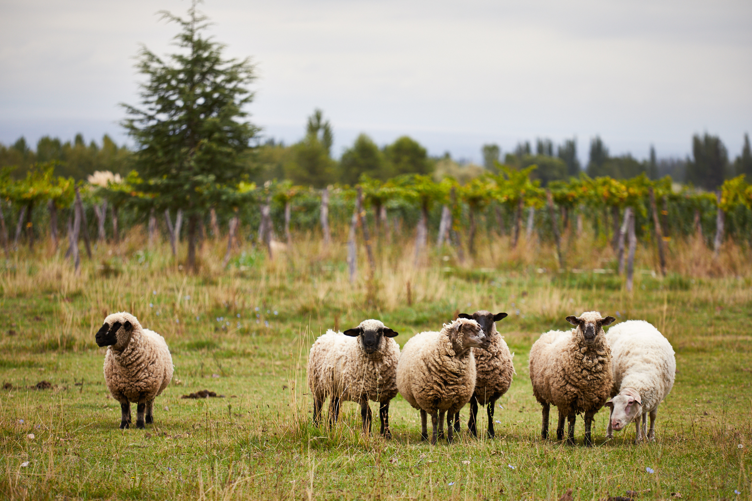 Natural & Sustainable Wines