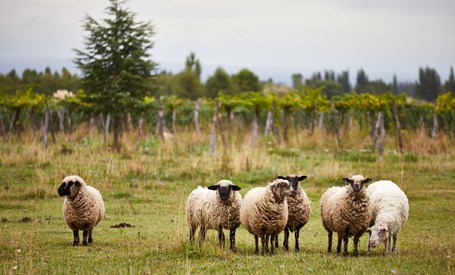 Natural & Sustainable Wines
