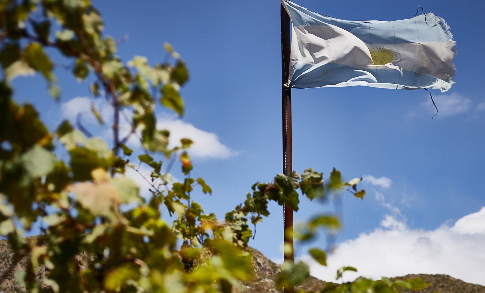 Regionality of Mendoza Malbec